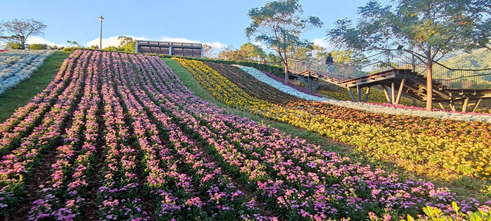 The San-Tseng-Chi Urban Park on a bright sunny day with colorful flower fields on the hillside under blue clear sky during Flower Festival, in Beitou District, Taipei City, Taiwan