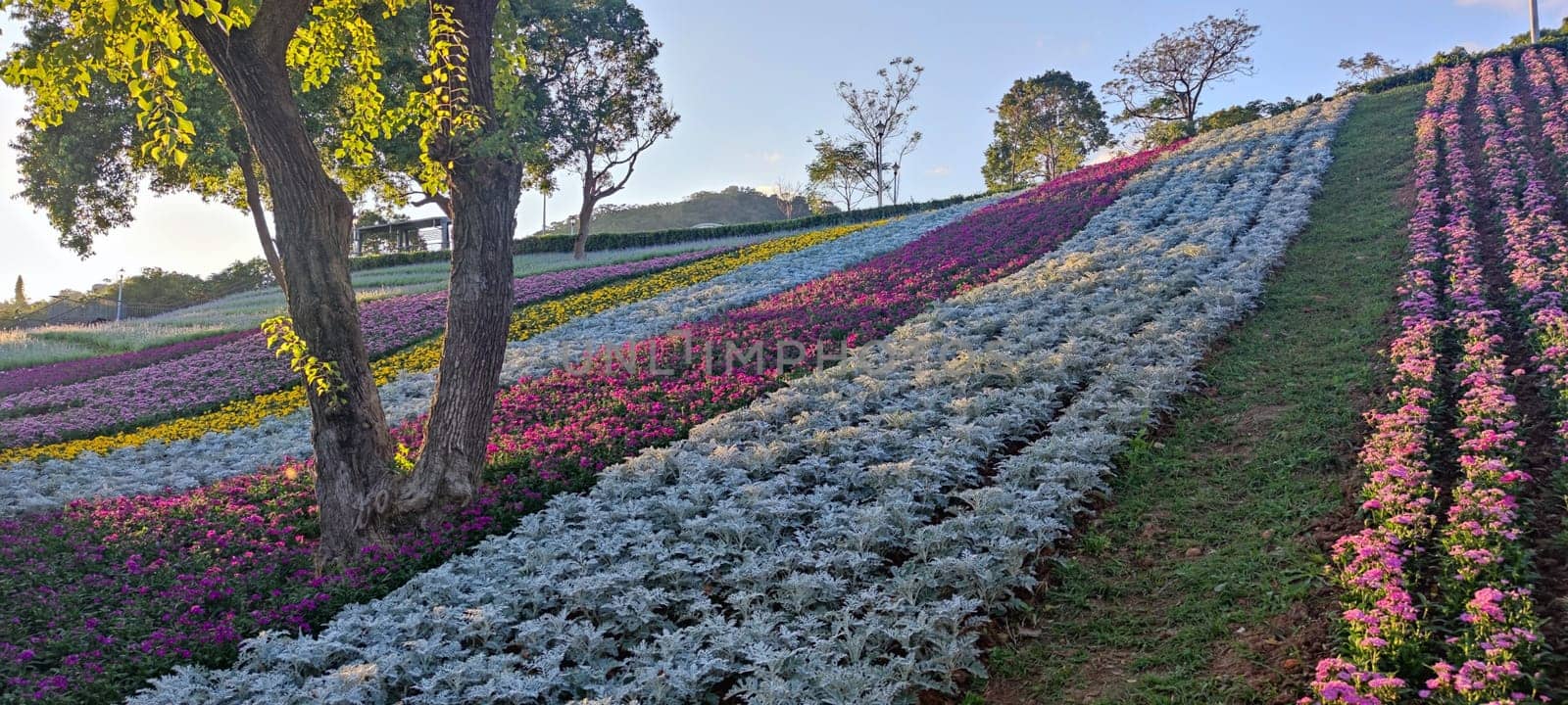 The San-Tseng-Chi Urban Park on a bright sunny day with colorful flower fields on the hillside under blue clear sky during Flower Festival, in Beitou District, Taipei City, Taiwan