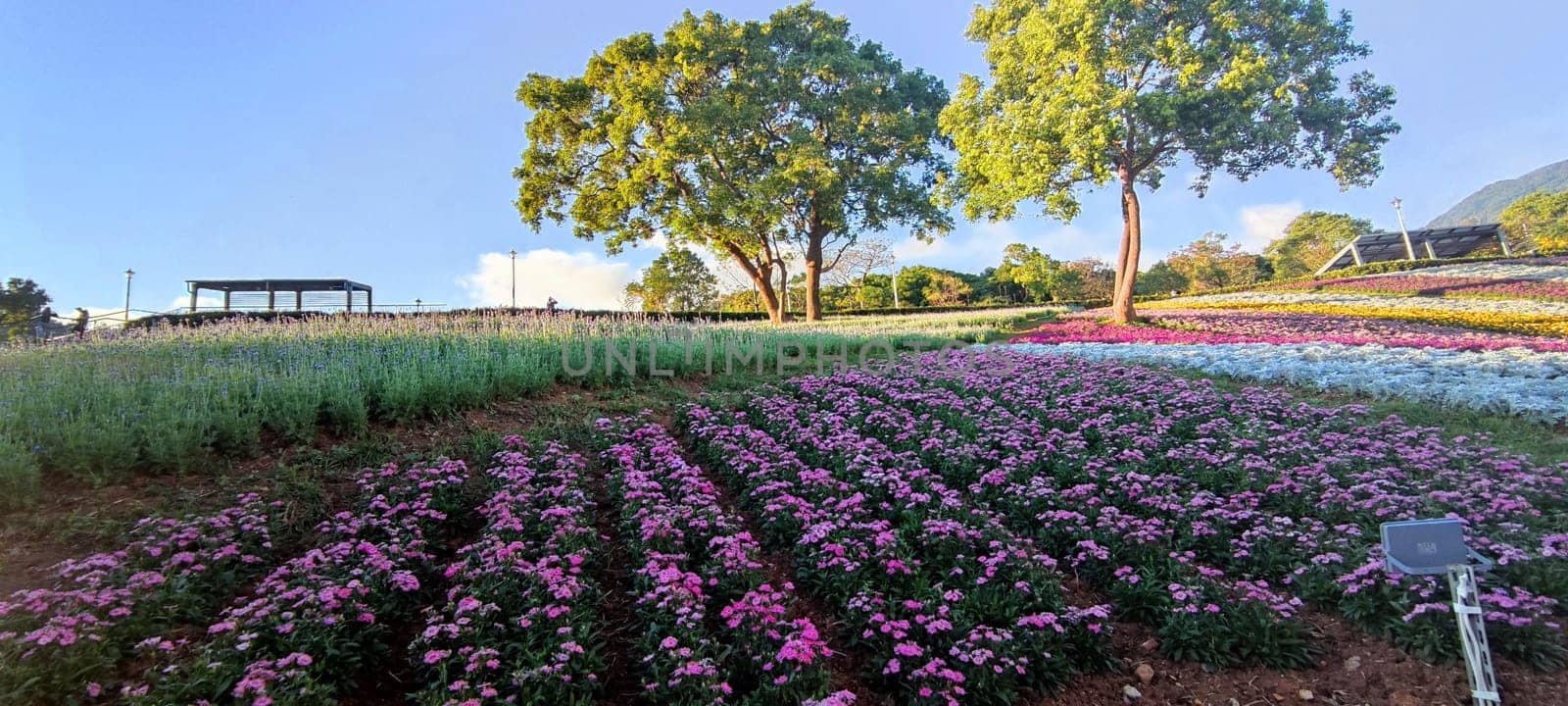 The San-Tseng-Chi Urban Park on a bright sunny day with colorful flower fields on the hillside under blue clear sky during Flower Festival, in Beitou District, Taipei City, Taiwan