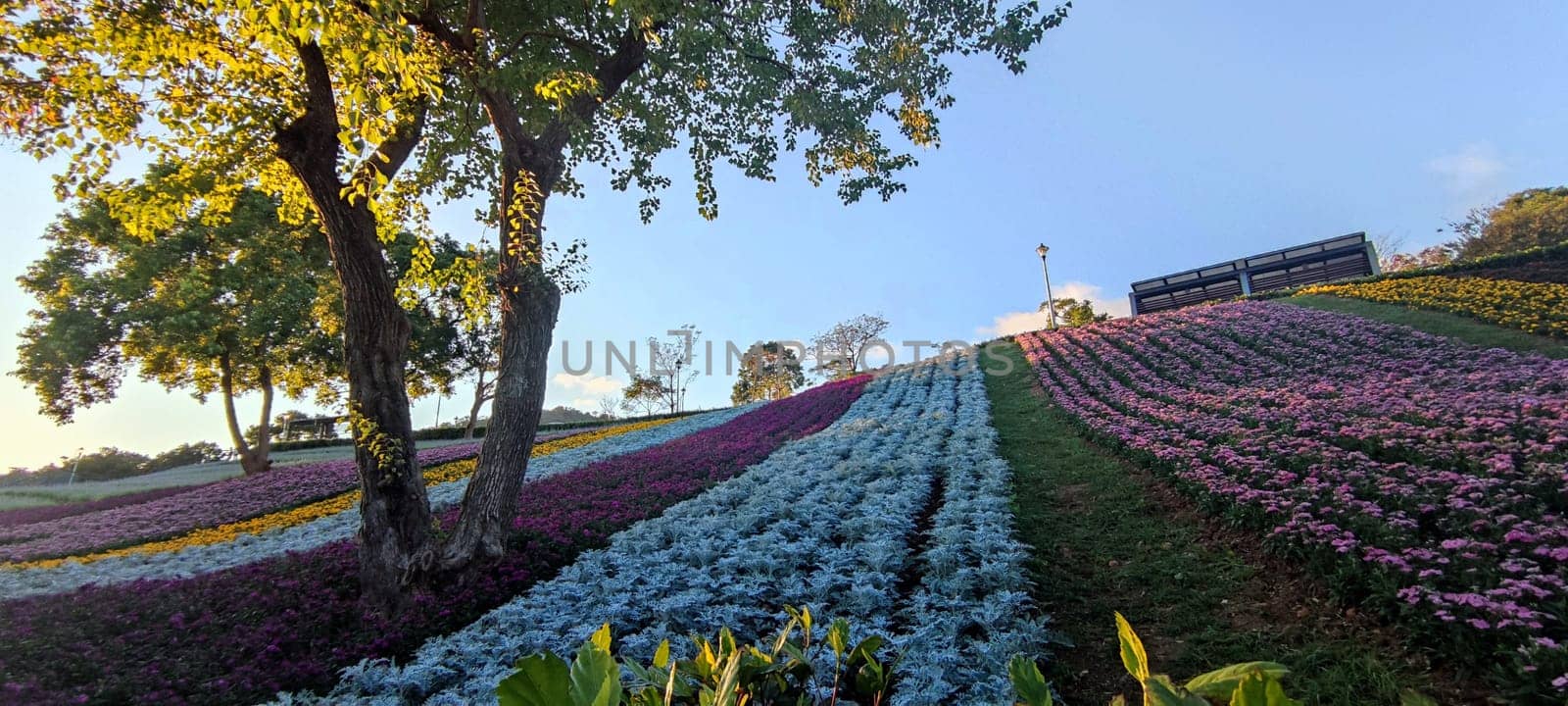 The San-Tseng-Chi Urban Park on a bright sunny day with colorful flower fields on the hillside under blue clear sky during Flower Festival, in Beitou District, Taipei City, Taiwan