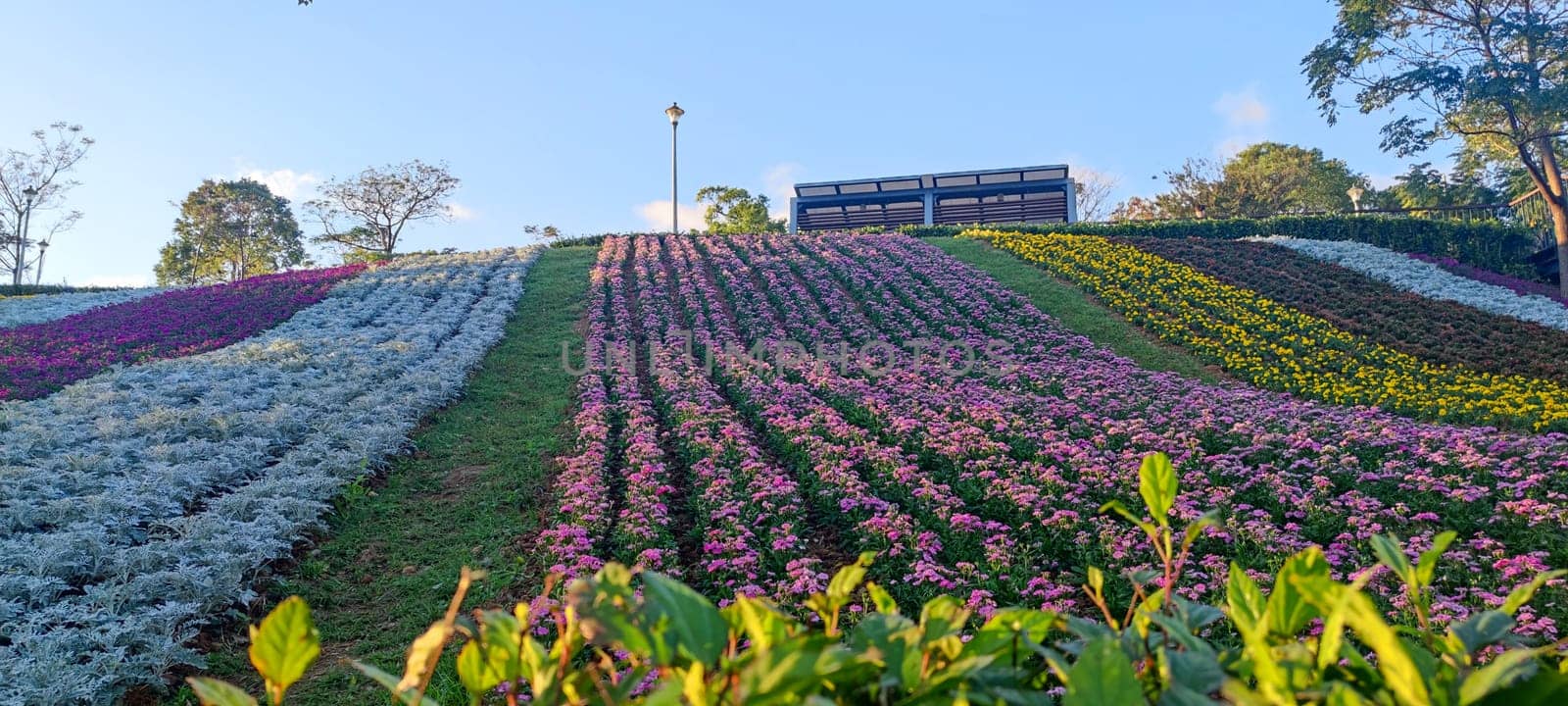 The San-Tseng-Chi Urban Park on a bright sunny day with colorful flower fields on the hillside under blue clear sky during Flower Festival, in Beitou District, Taipei City, Taiwan