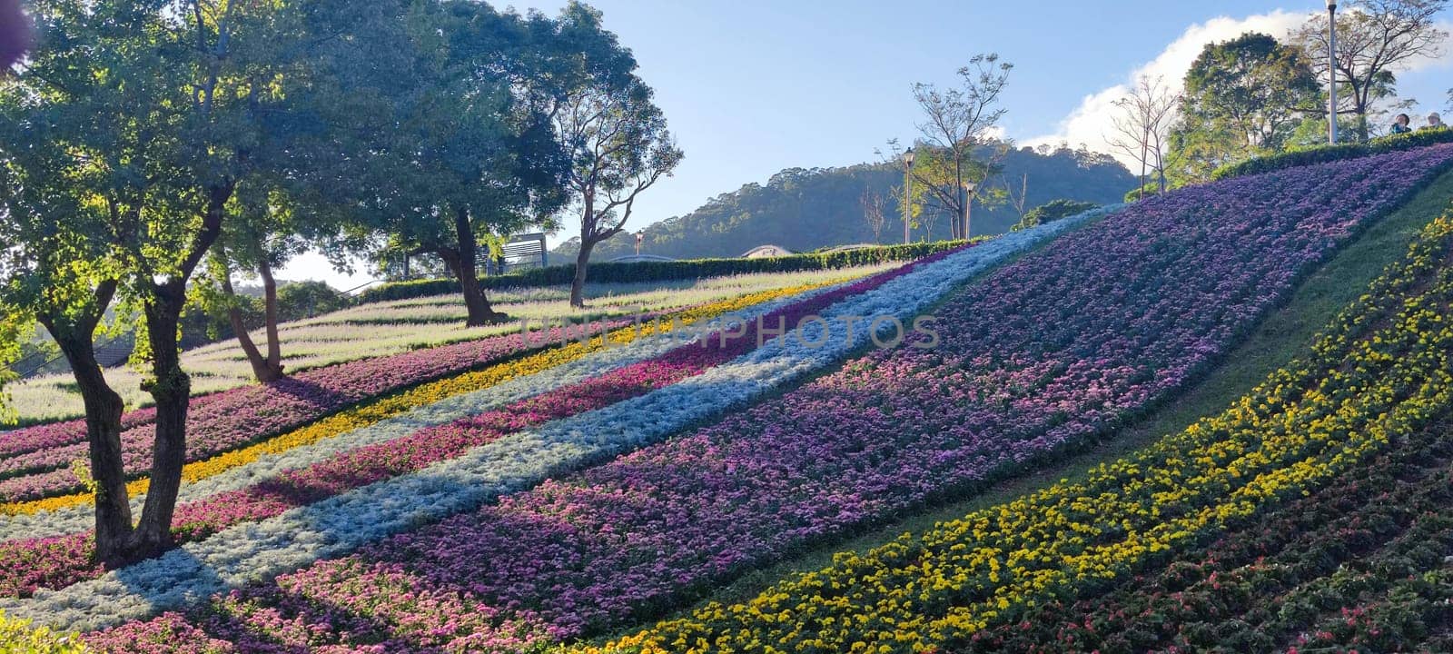 The San-Tseng-Chi Urban Park on a bright sunny day with colorful flower fields on the hillside under blue clear sky during Flower Festival, in Beitou District, Taipei City, Taiwan