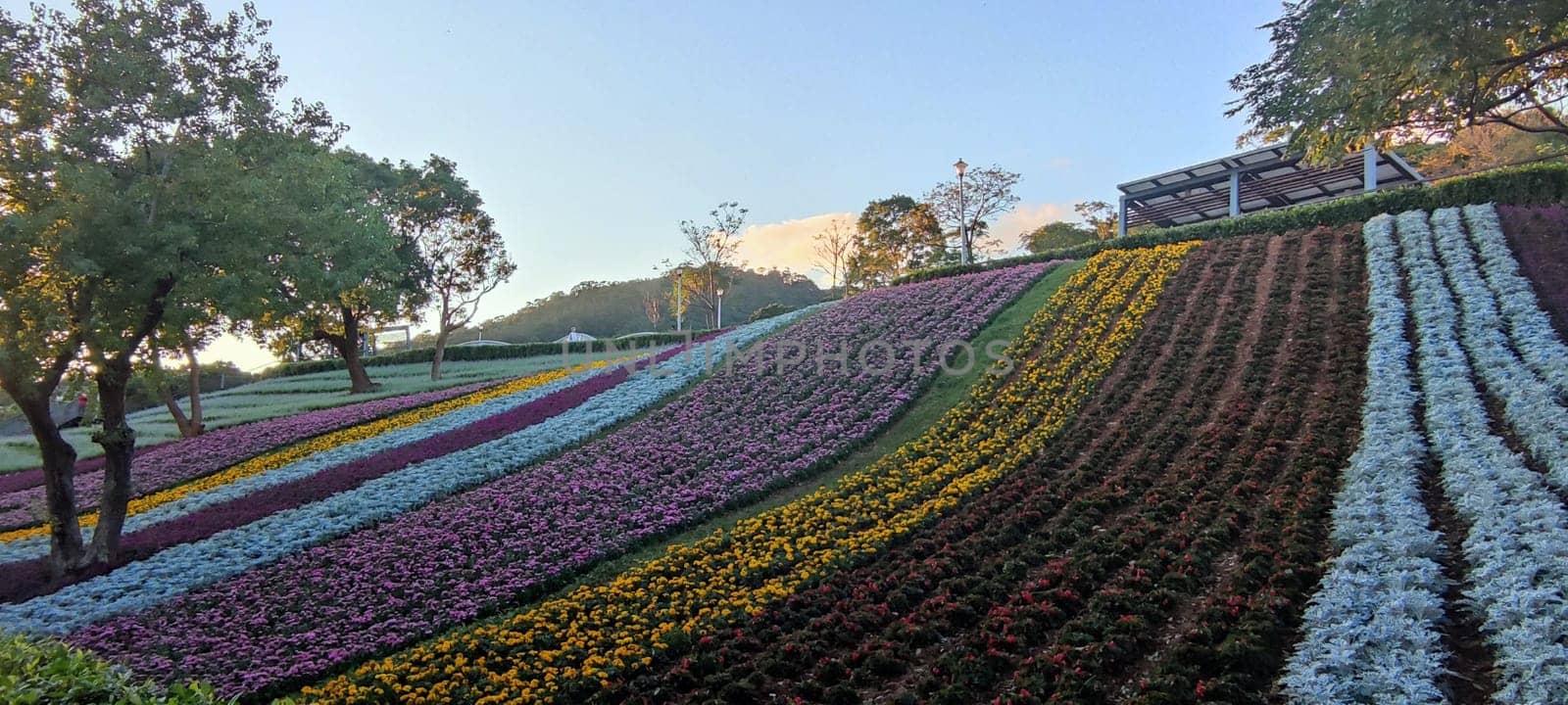 The San-Tseng-Chi Urban Park on a bright sunny day with colorful flower fields on the hillside under blue clear sky during Flower Festival, in Beitou District, Taipei City, Taiwan