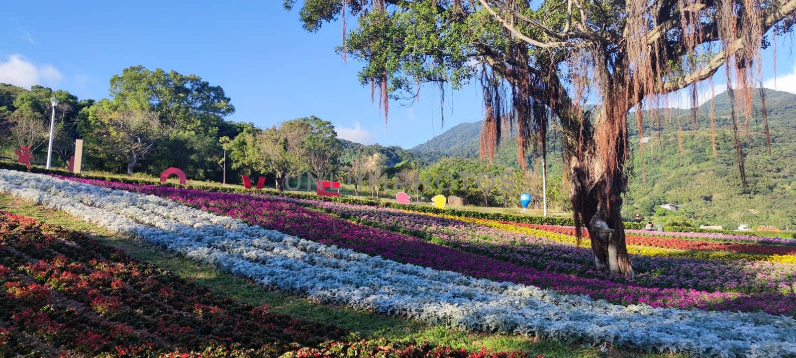 The San-Tseng-Chi Urban Park on a bright sunny day with colorful flower fields on the hillside under blue clear sky during Flower Festival, in Beitou District, Taipei City, Taiwan