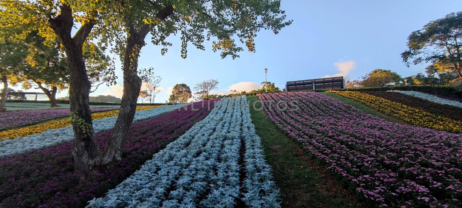 The San-Tseng-Chi Urban Park on a bright sunny day with colorful flower fields on the hillside under blue clear sky during Flower Festival, in Beitou District, Taipei City, Taiwan
