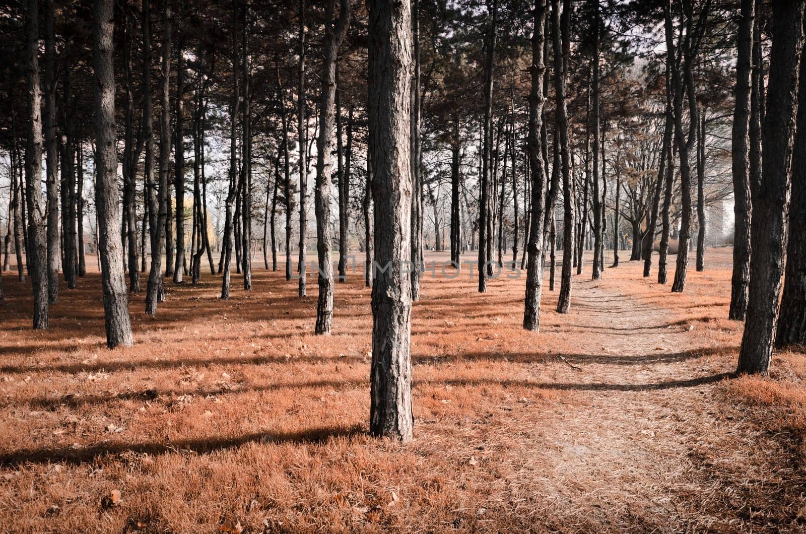 Pathway through the wood in autumn