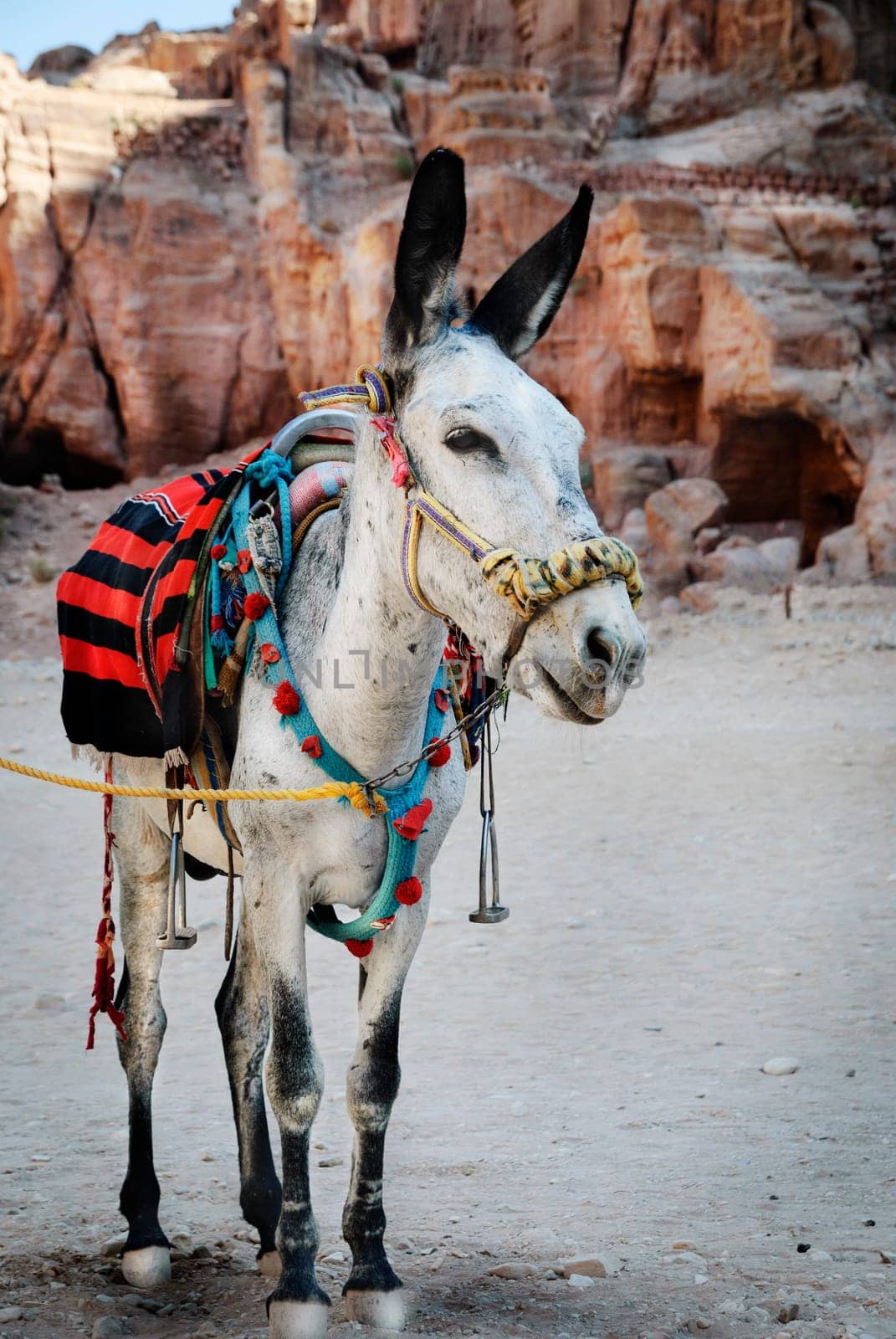 .Donkey in town of Petra, Jordan