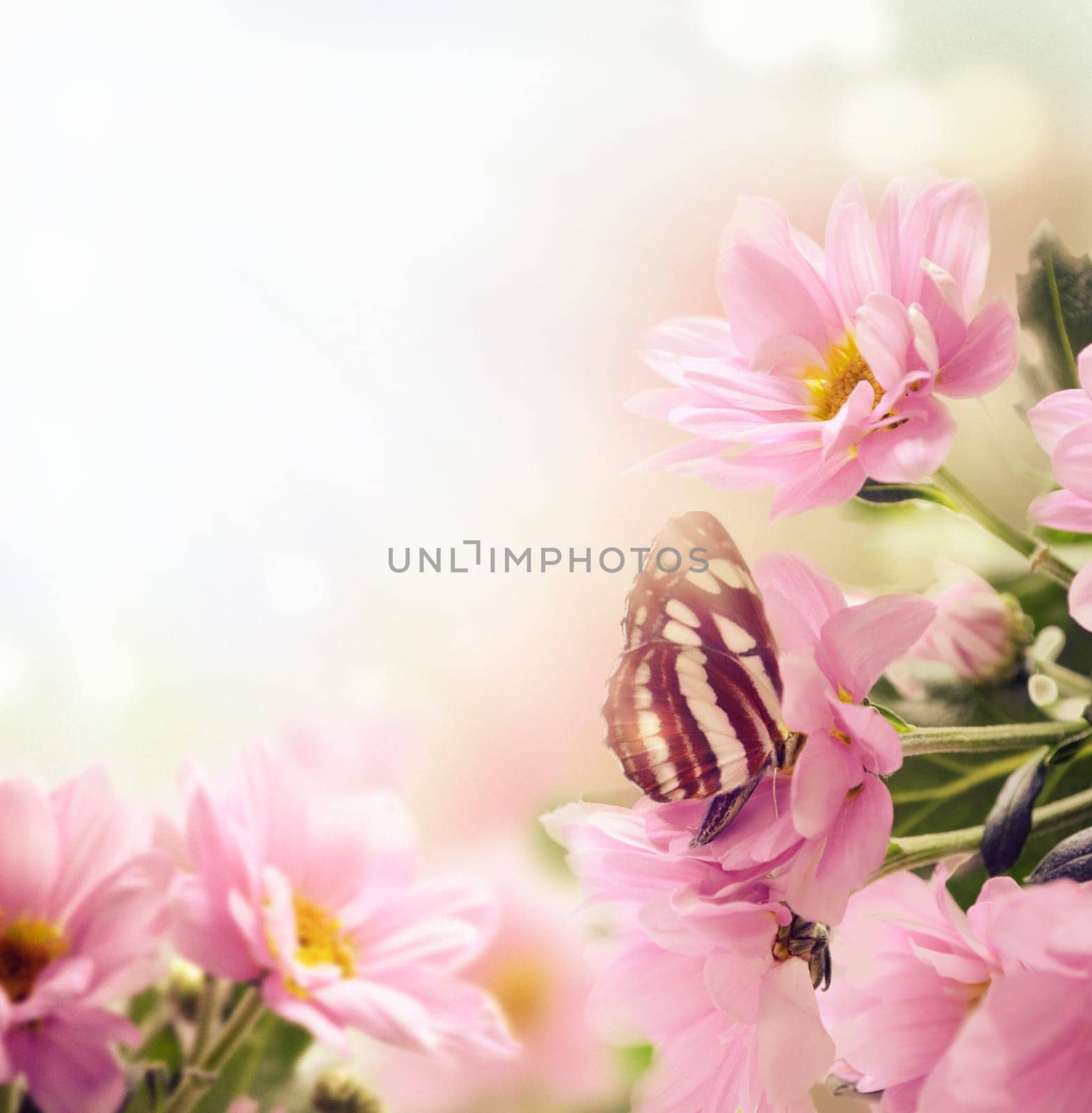 Beautiful pink flowers and butterfly in the garden