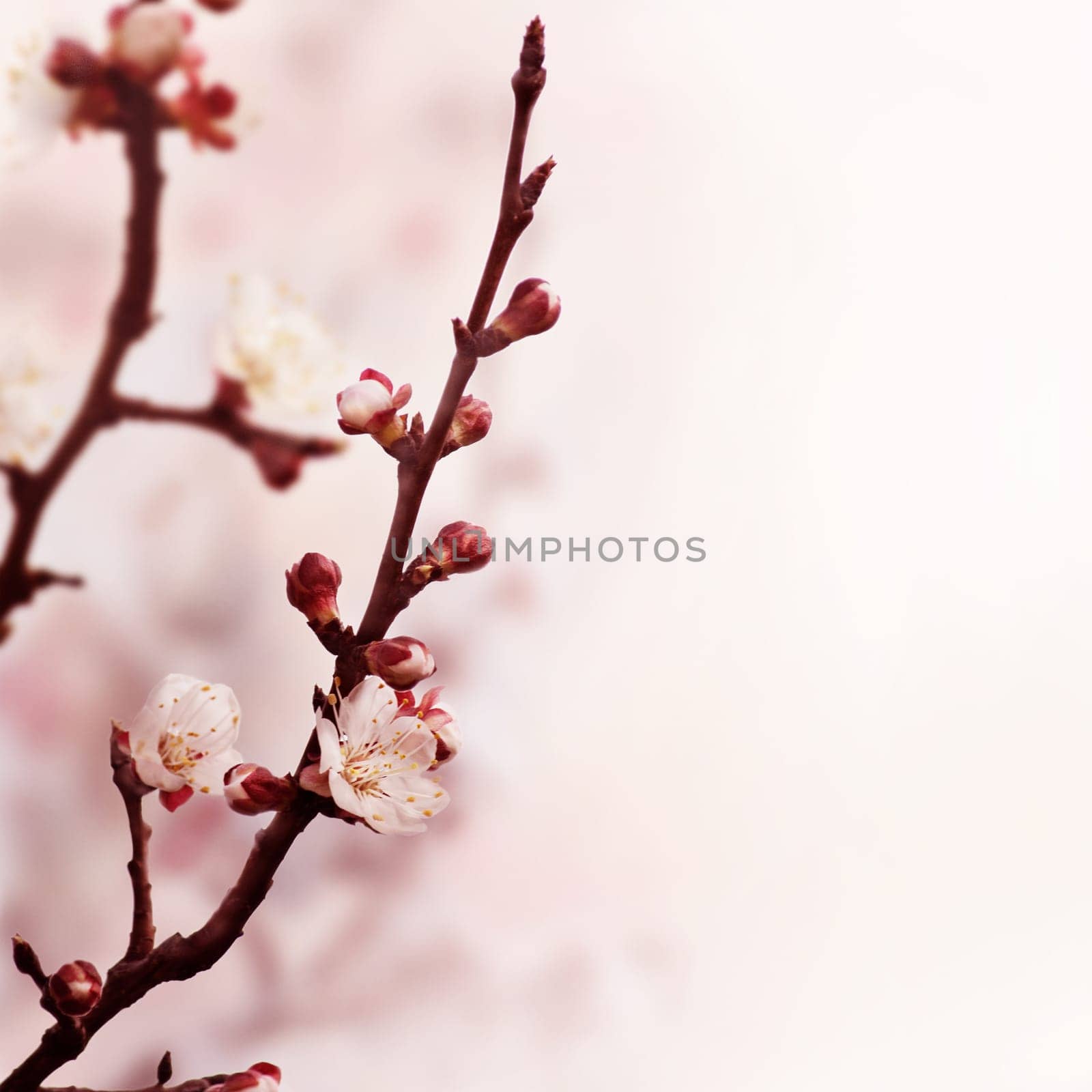 Beautiful spring blossom with copyspace