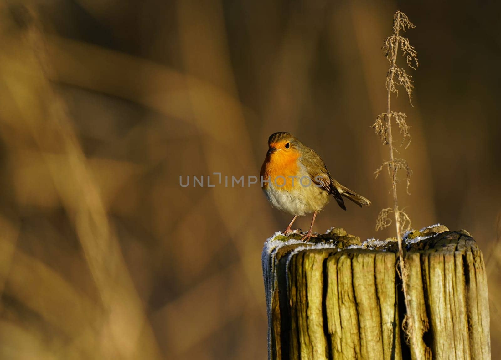 Robin, Erithacus rubecula on a fence post in December