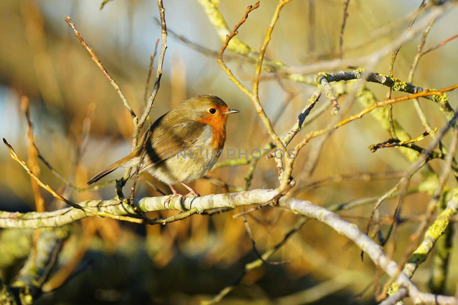 Robin, Erithacus rubecula in a tree in December