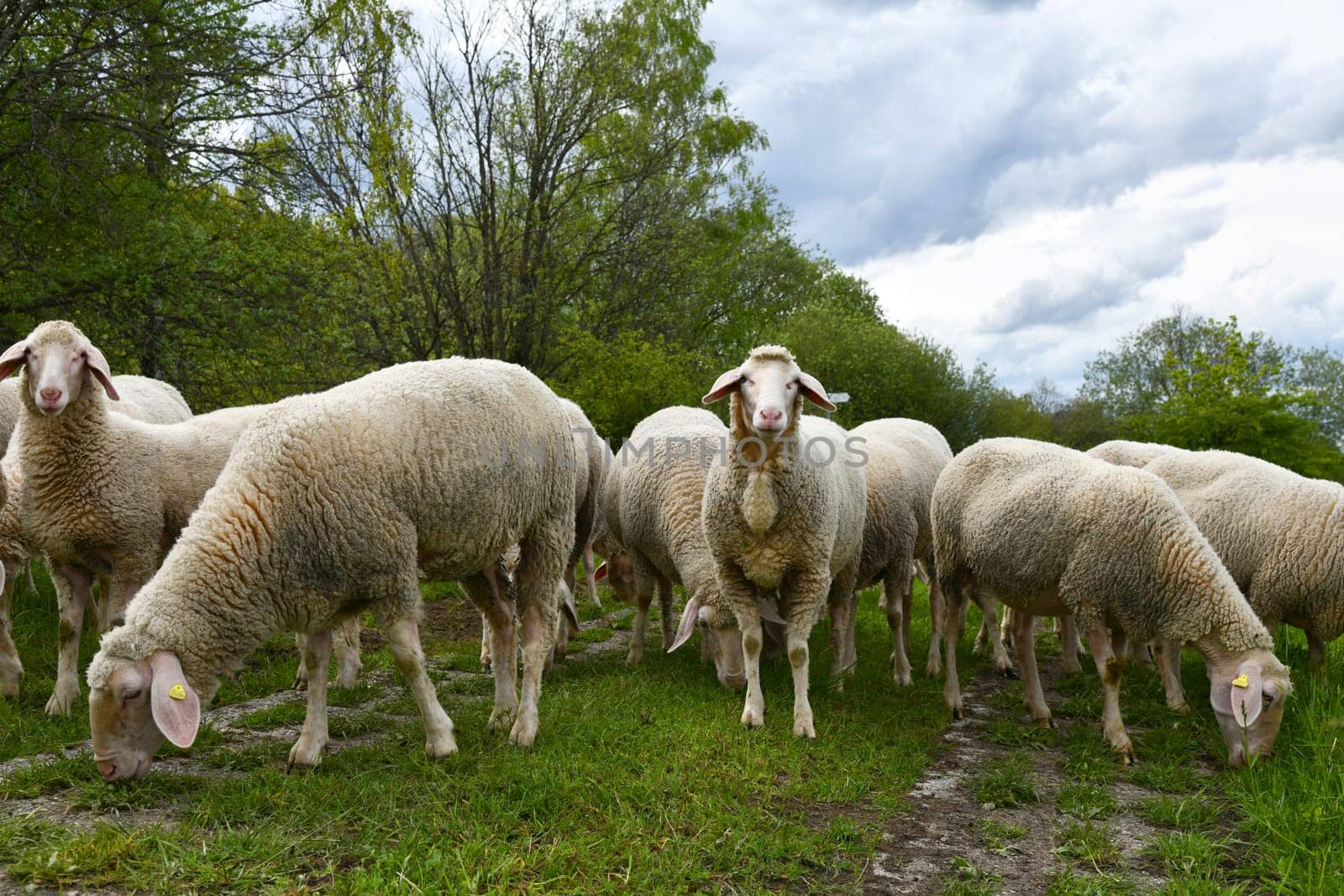 Flock of sheep on the green belt
