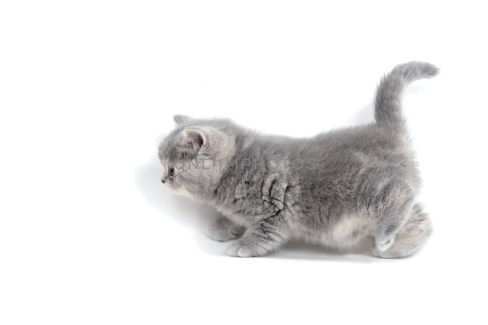 Fluffy gray kitten on a white background. High quality photo