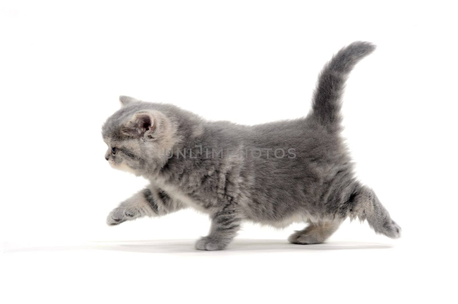 small fluffy kitten on white background. High quality photo