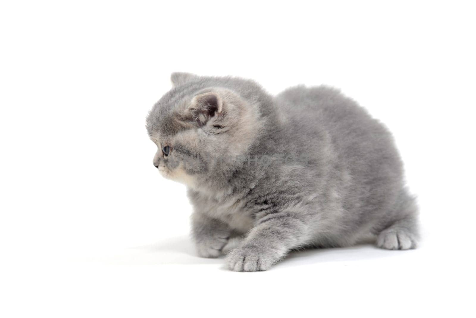 small fluffy kitten on white background. High quality photo