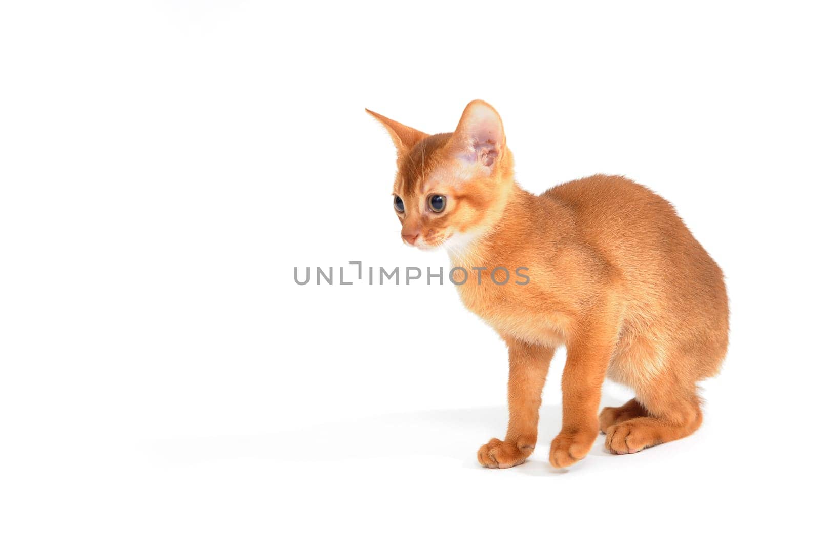 ginger purebred kitten on a white background. High quality photo
