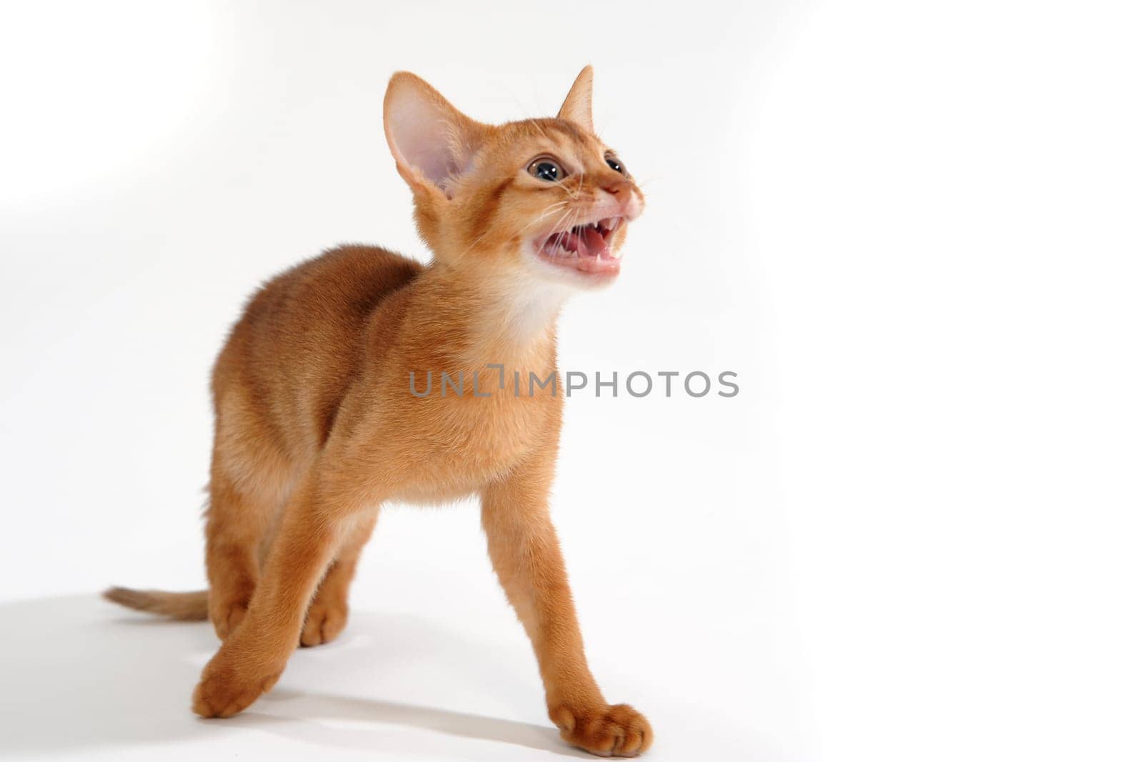 ginger purebred kitten on a white background. High quality photo
