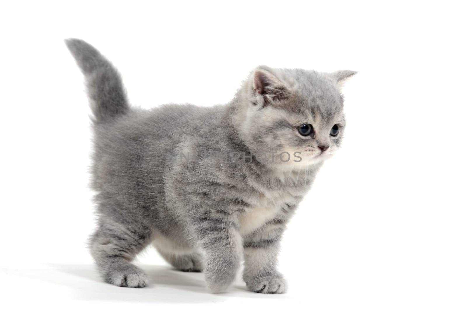 Fluffy gray kitten on a white background. High quality photo