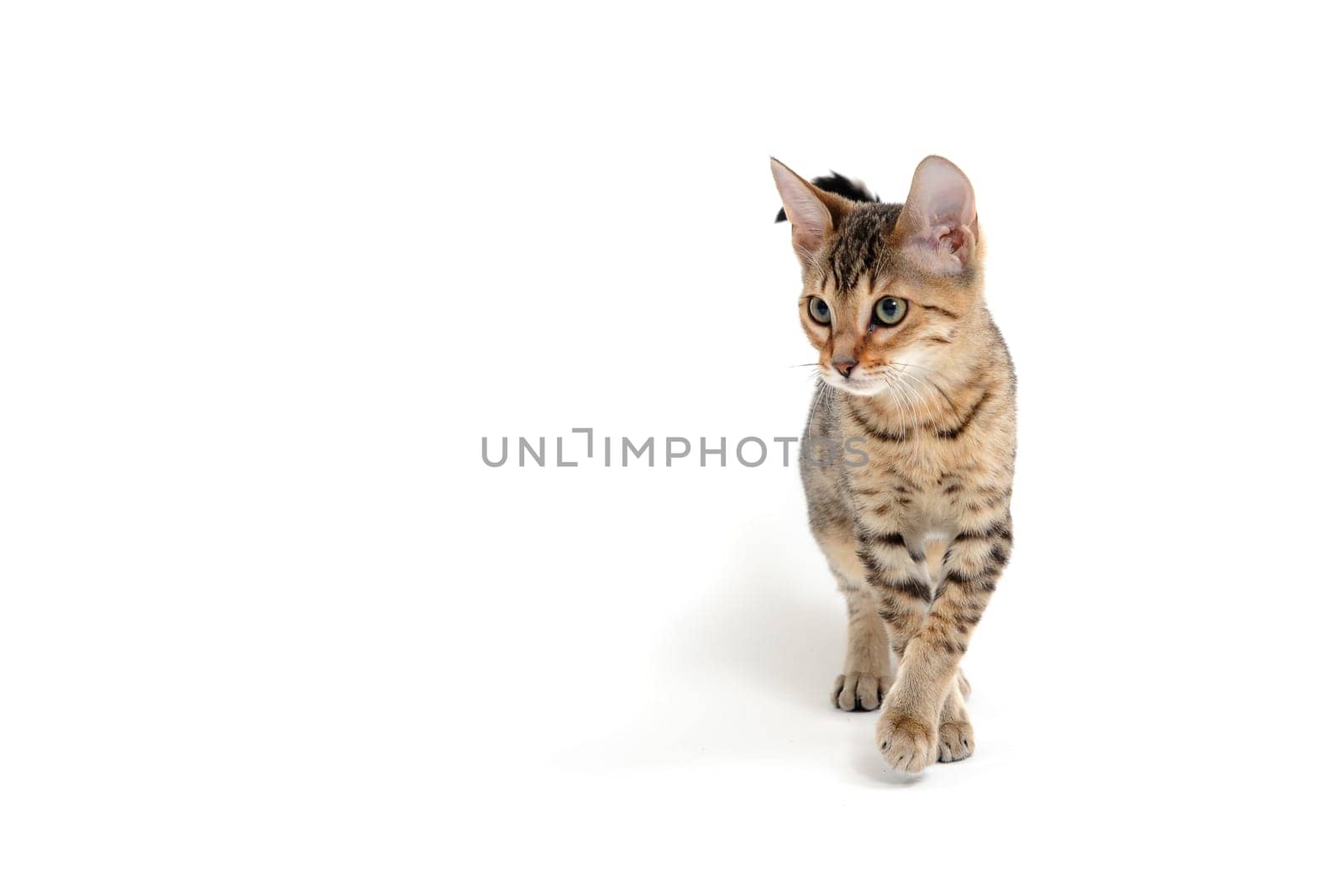 Purebred smooth-haired kitten on a white background. High quality photo