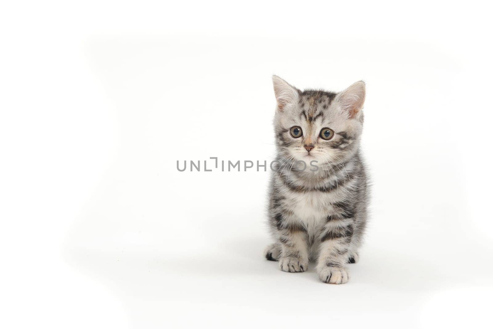 Fluffy gray kitten on a white background. High quality photo