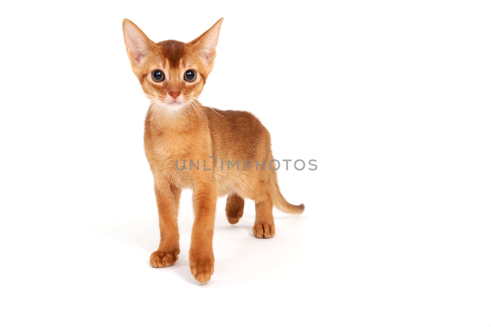 Small smooth-haired kitten on a white background. High quality photo