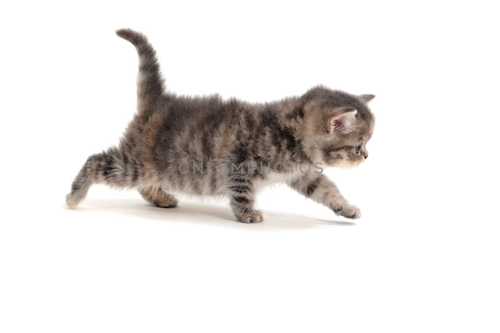 small fluffy kitten on white background. High quality photo