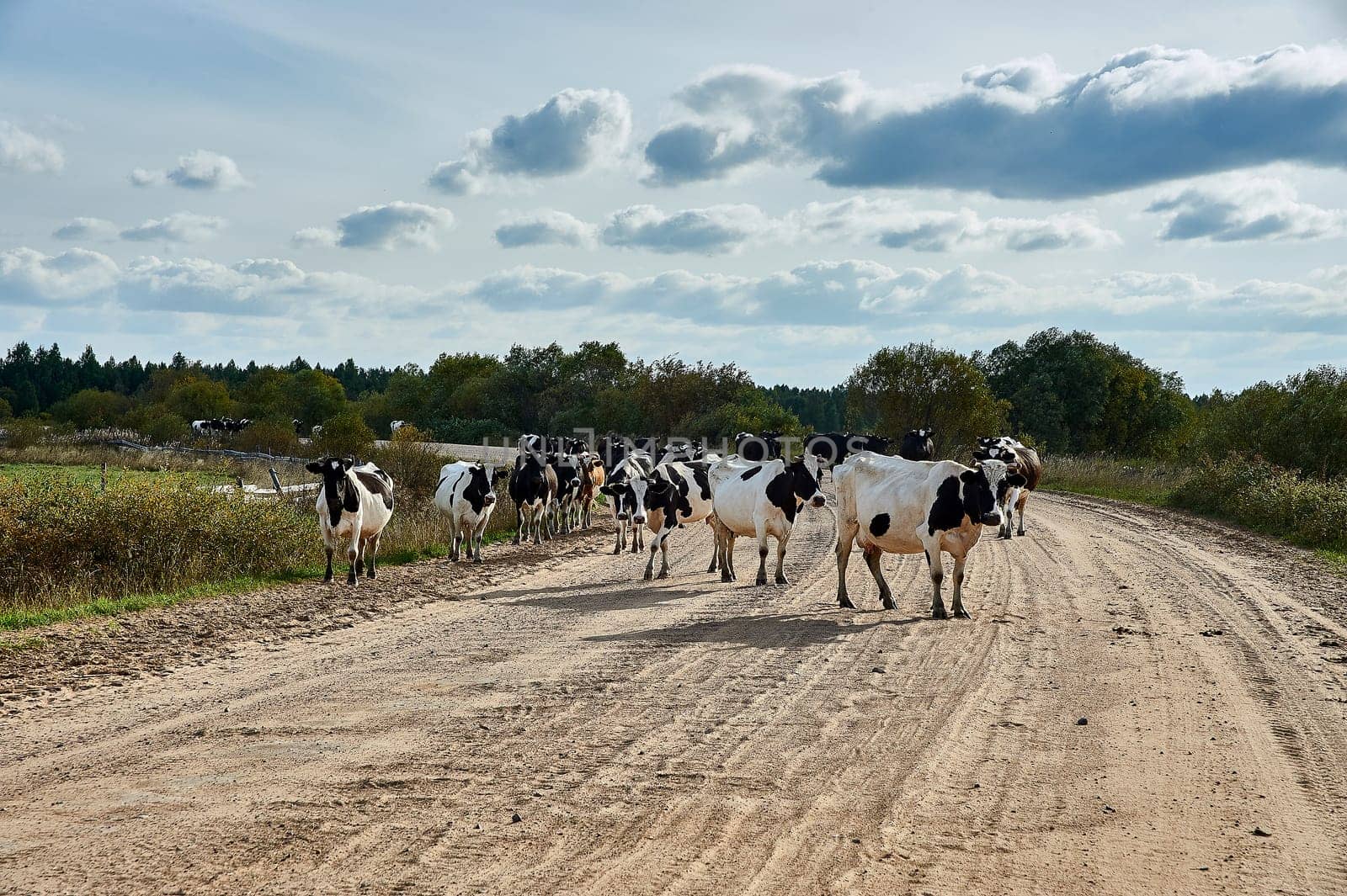 Asphalt road in rural areas. High quality photo