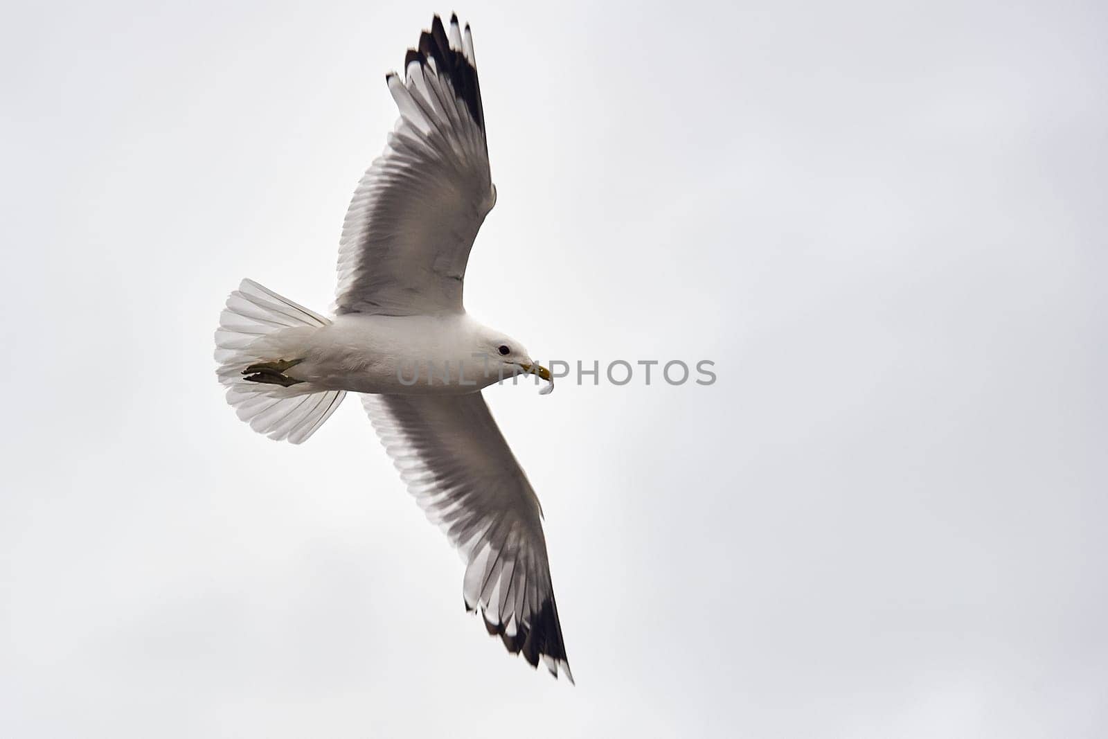 A seagull hovering in the air. High quality photo