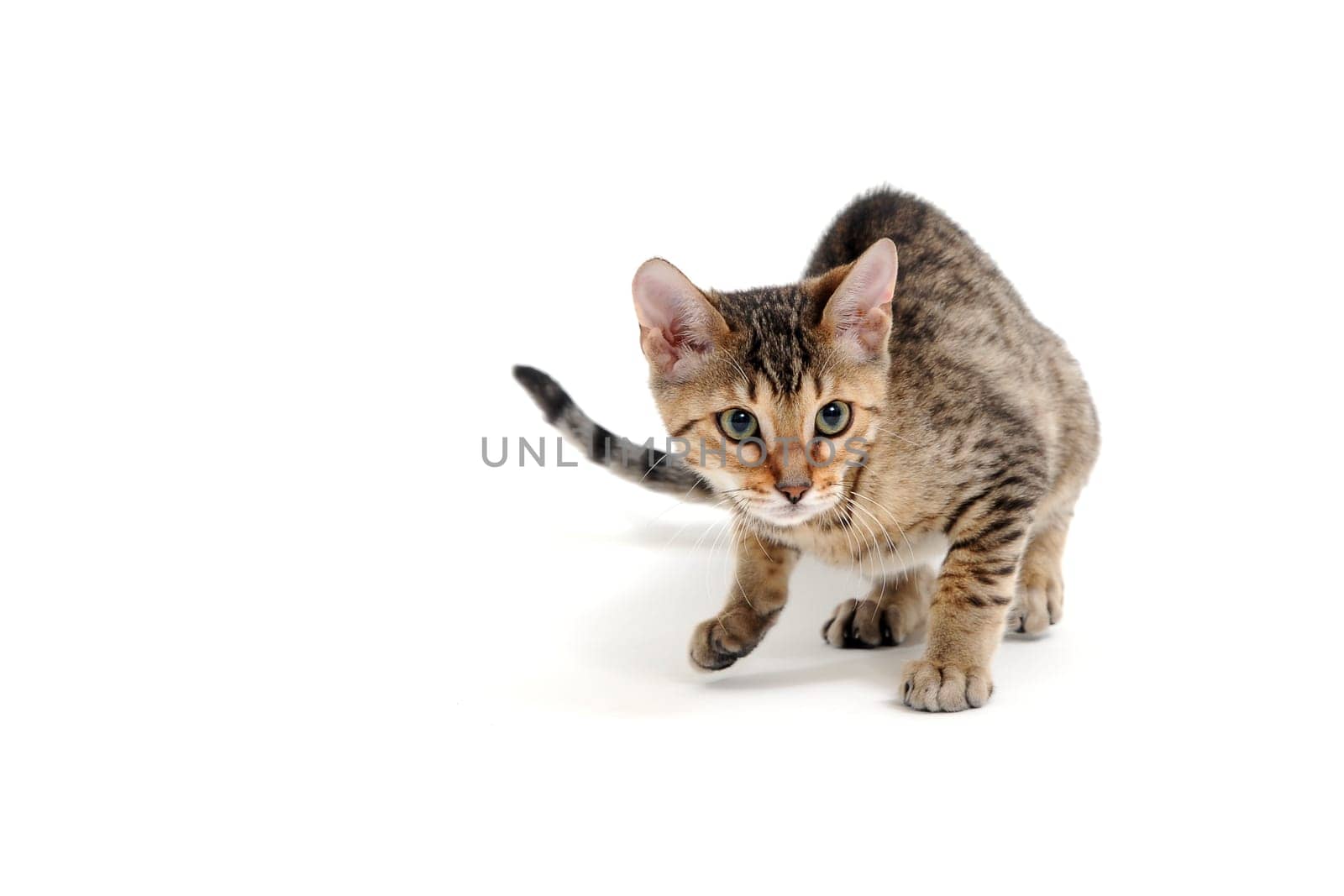 Purebred smooth-haired kitten on a white background. High quality photo