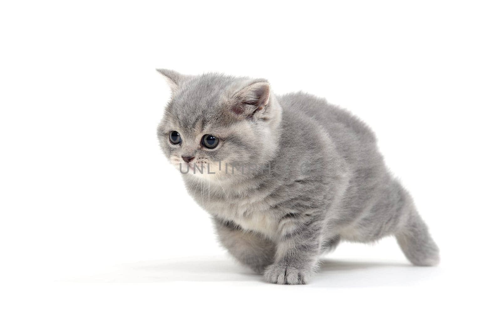 Fluffy gray kitten on a white background. High quality photo