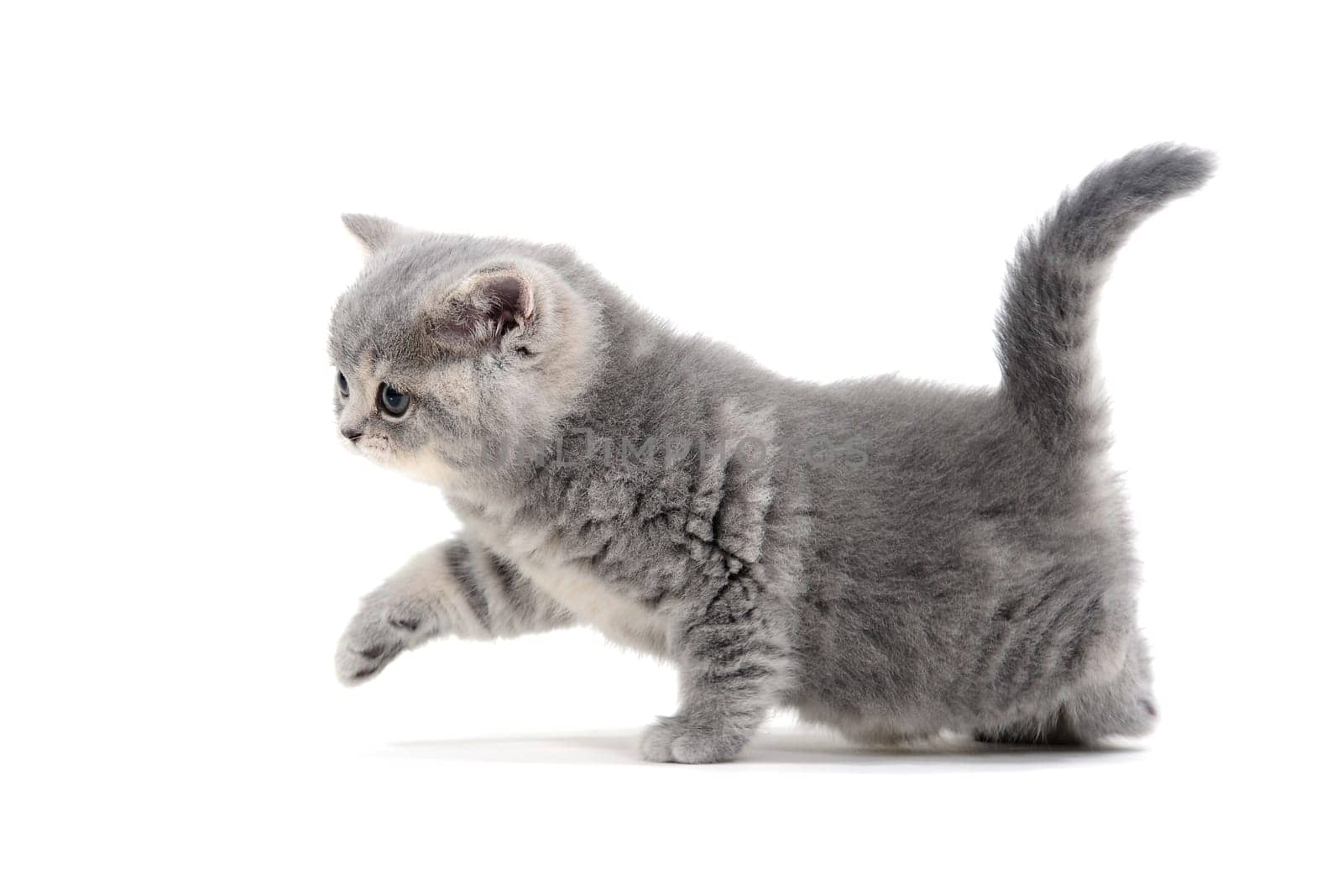 Fluffy gray kitten on a white background. High quality photo