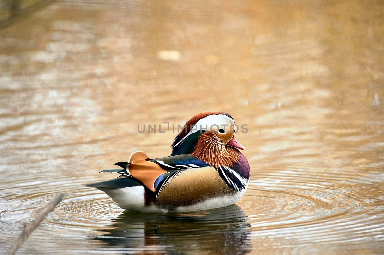 Mandarin duck swimming in a pond. High quality photo