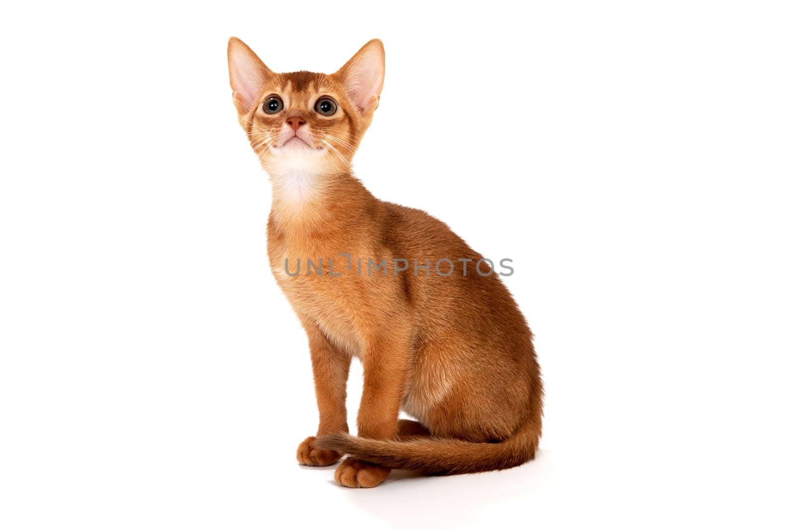 Red purebred kitten on a white background. High quality photo
