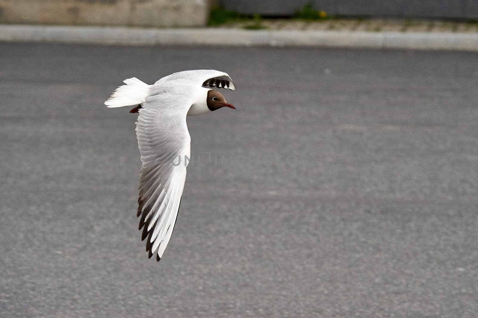 A seagull hovering in the air. High quality photo