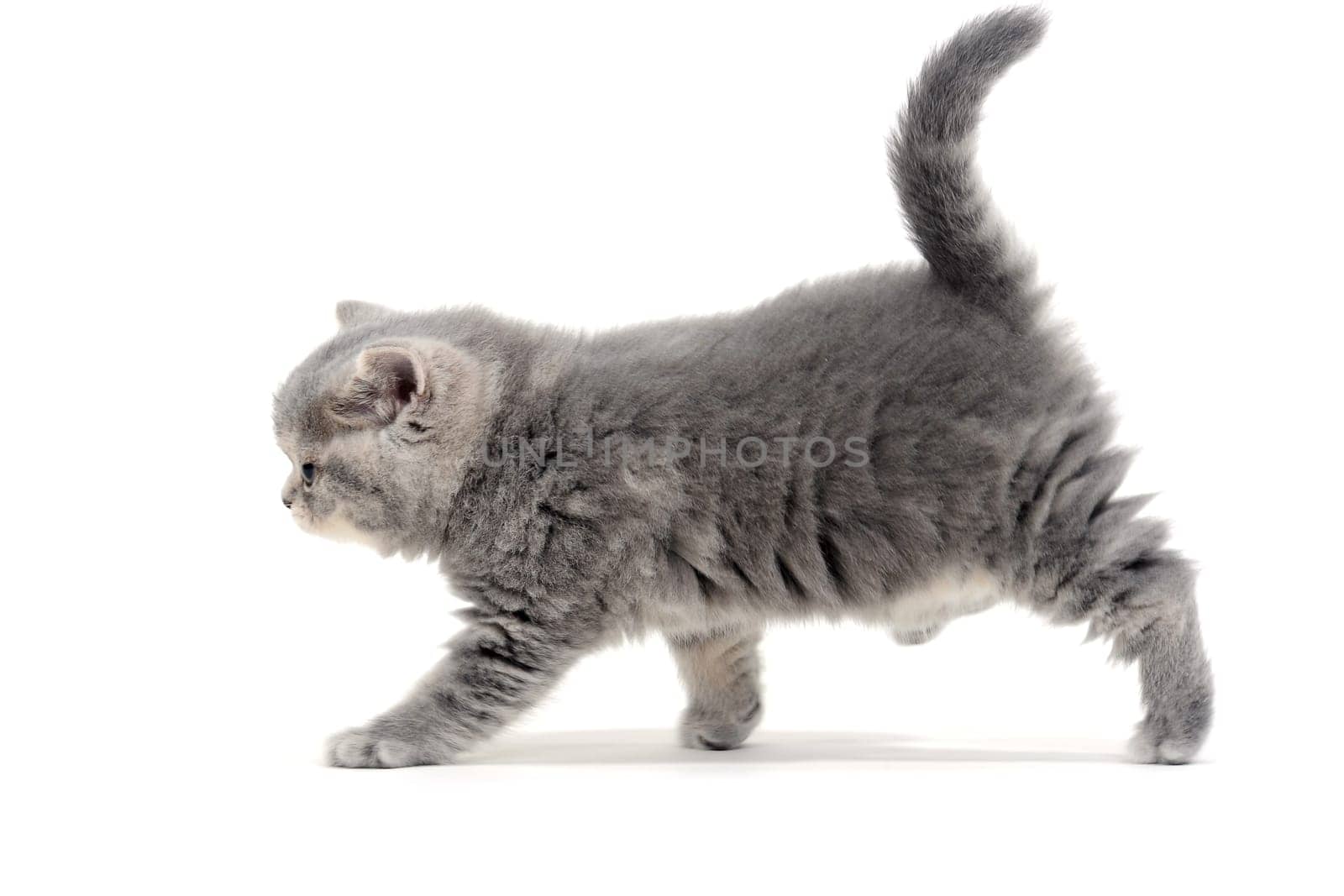 Fluffy gray kitten on a white background. High quality photo