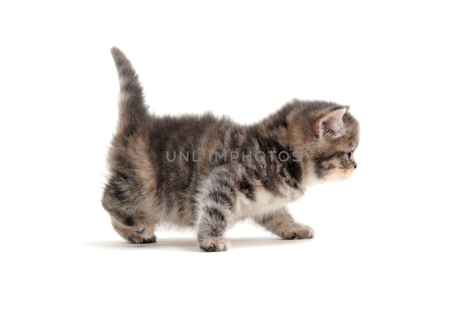 Fluffy gray kitten on a white background. High quality photo