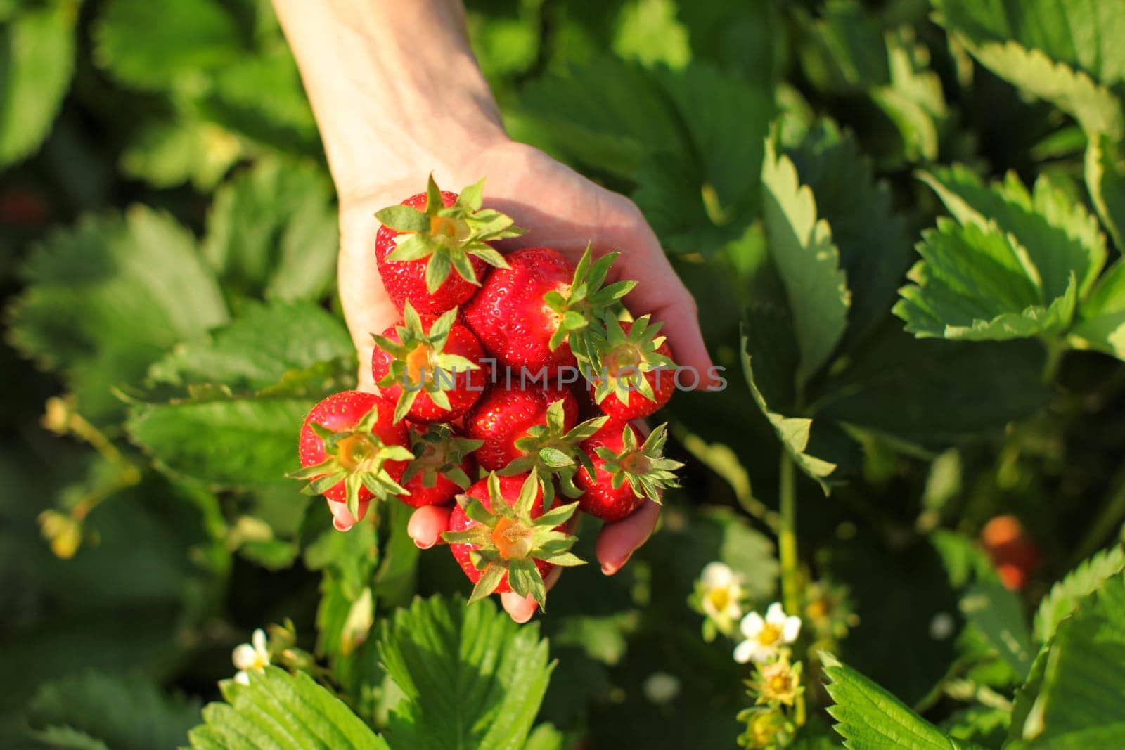 Woman hand holding palm full of ripe strawberries over the field, strawberry leaves and flowers in background.