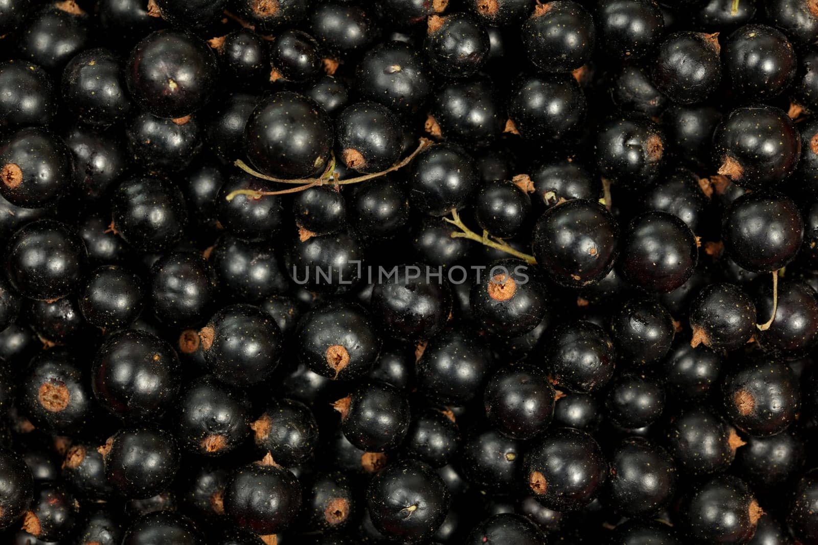Close up top view on freshly picked blackcurrant (Ribes nigrum) berries.