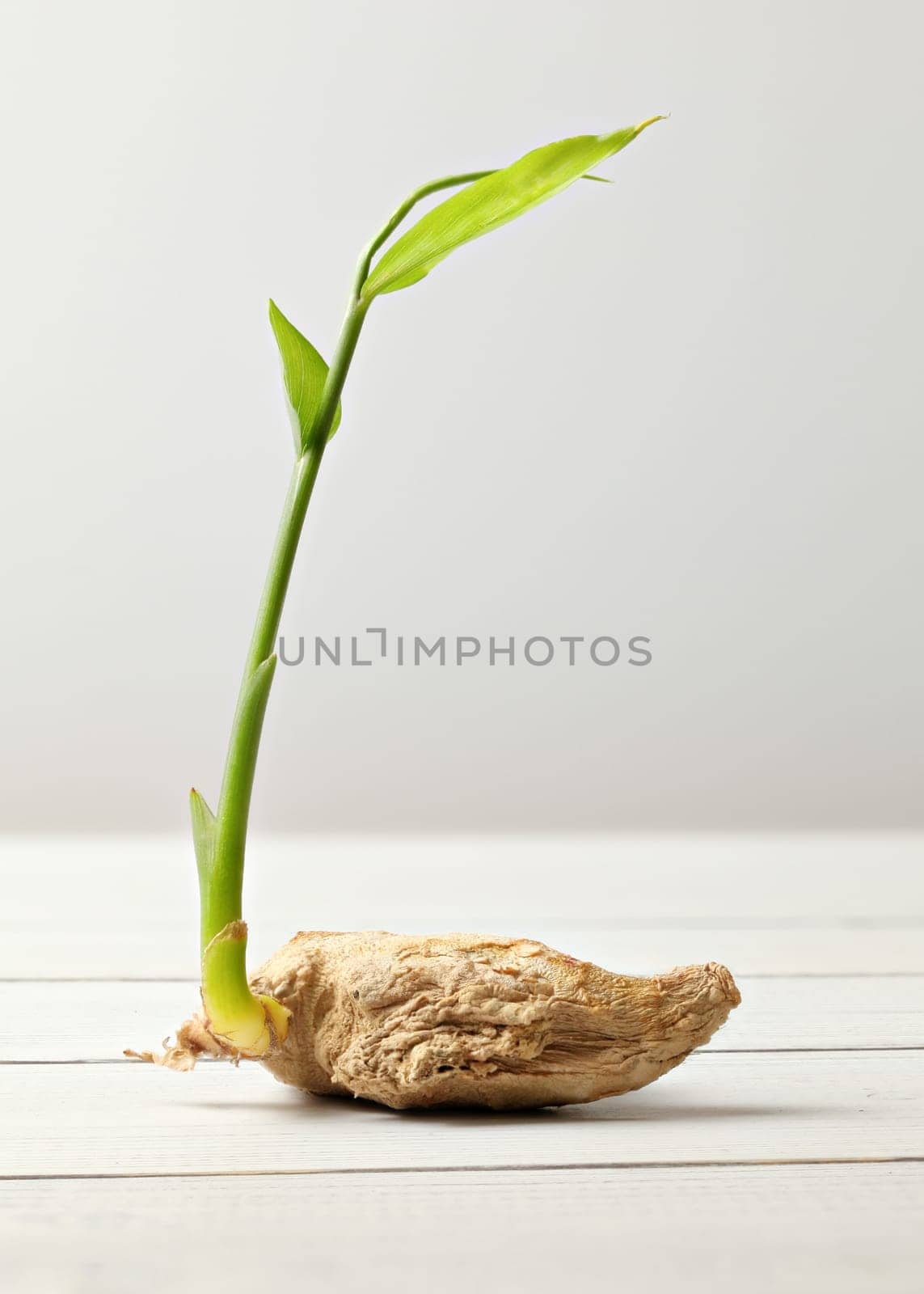 Dried ginger (Zingiber officinale) root with green sprout, on white boards and background.