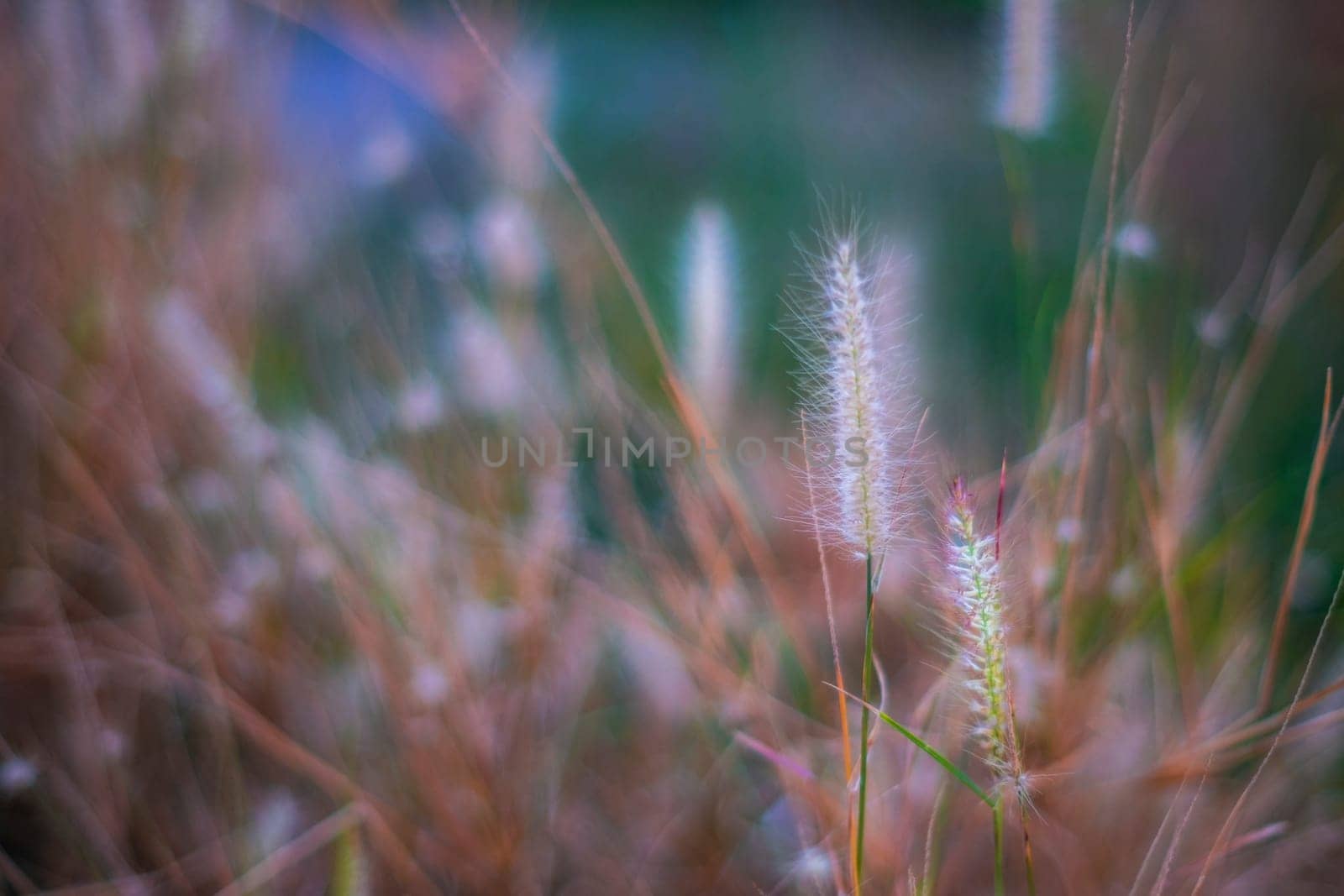 Soft focus Romantic nature wild grass flower. Summer meadow wild flower blooming with sunflare
