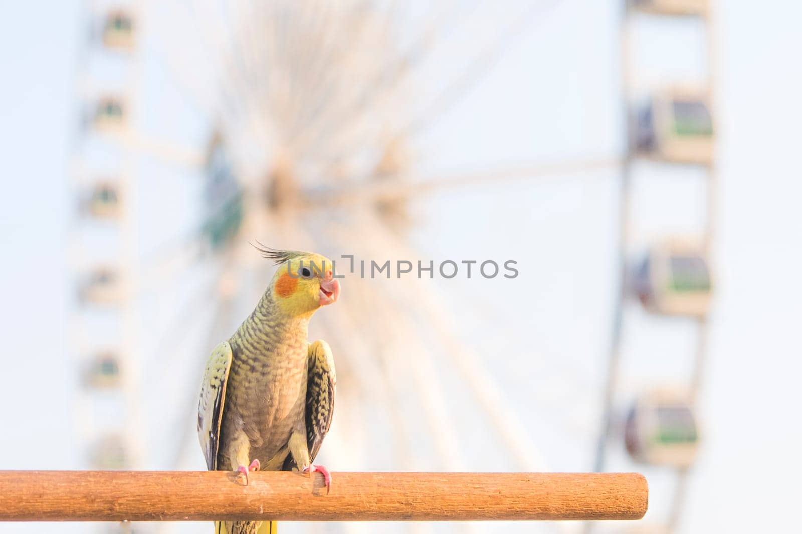 Selective focus Cockatiel Nymphicus hollandicus beautiful adorable bird on wooden stand.
