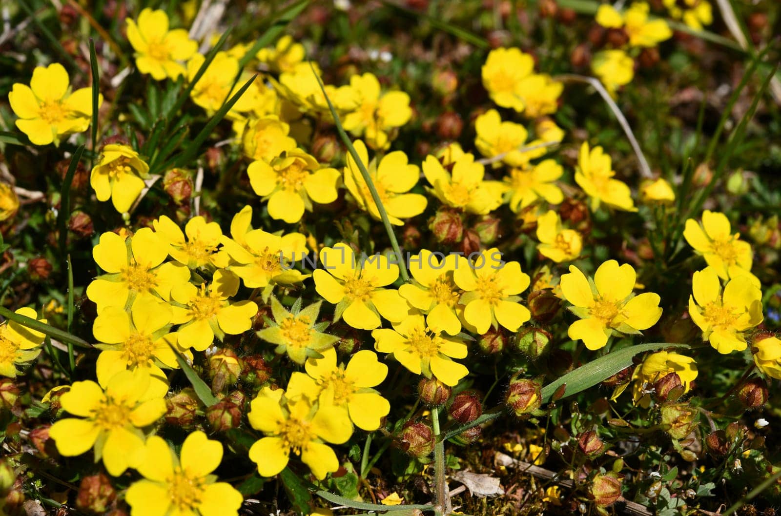 yellow flowering wild spring cinquefoil