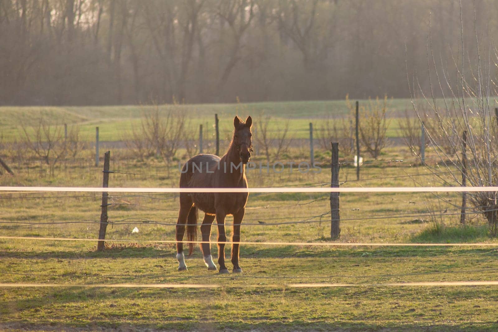 A magnificent brown horse running around a preserved area on a grass-covered meadow