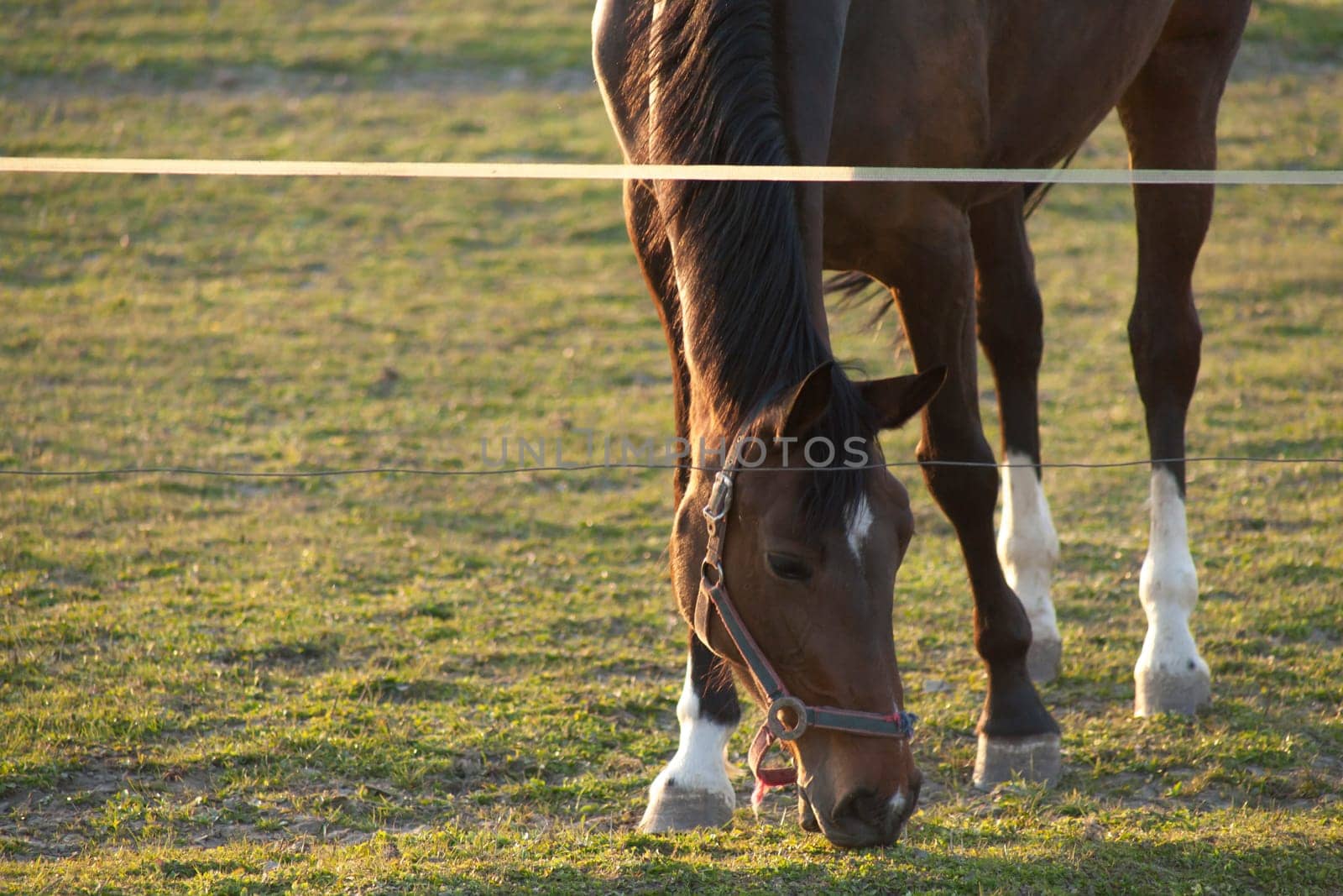 A magnificent brown horse grazing on the grass-covered meadow in a preserved area