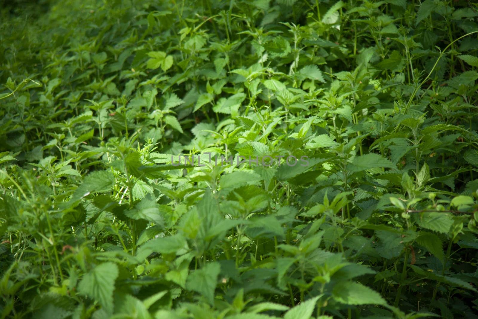 A selective focus shot of green plant field of nettles