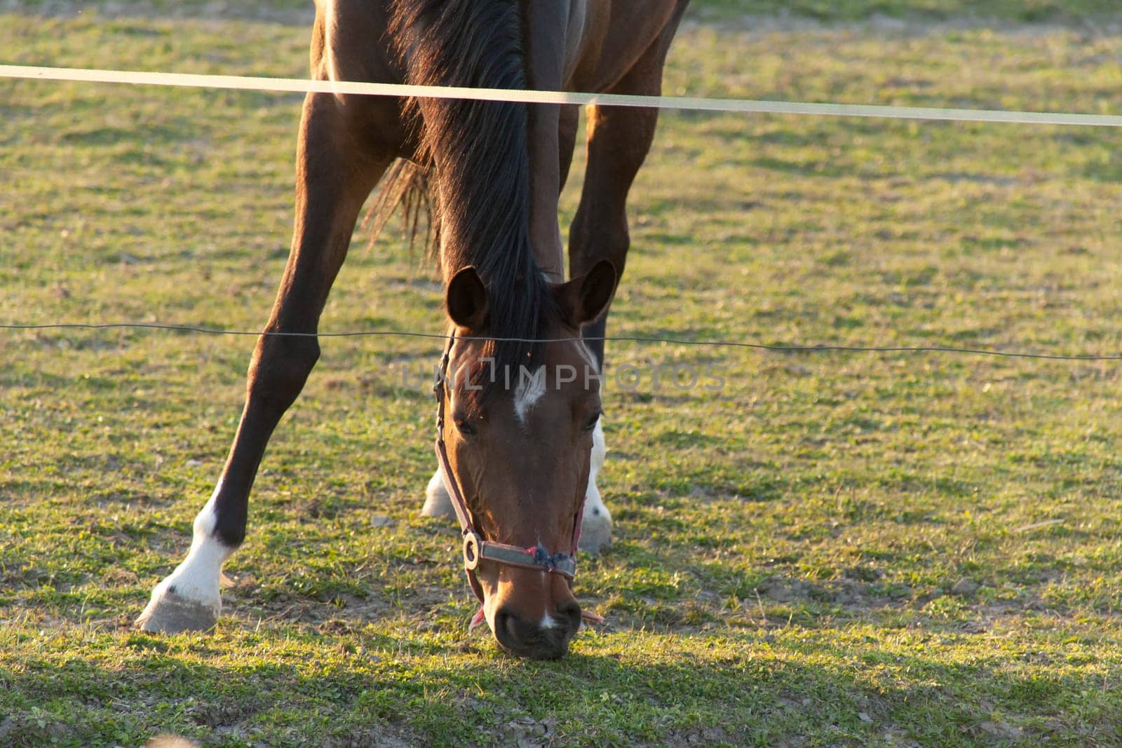 A magnificent brown horse running around a preserved area on a grass-covered meadow