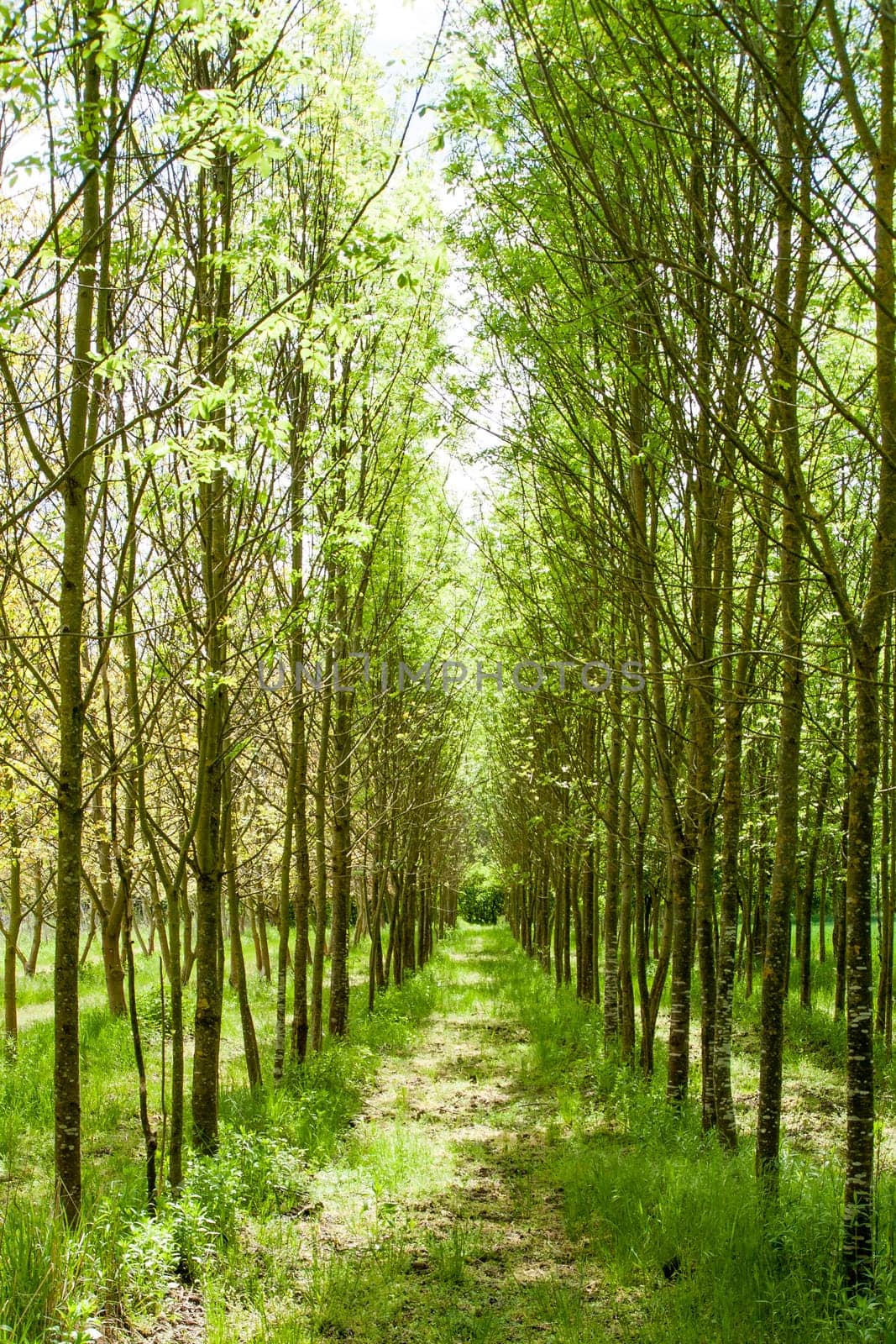 Beautiful green path through the tree line on the left and right. Sunny day..