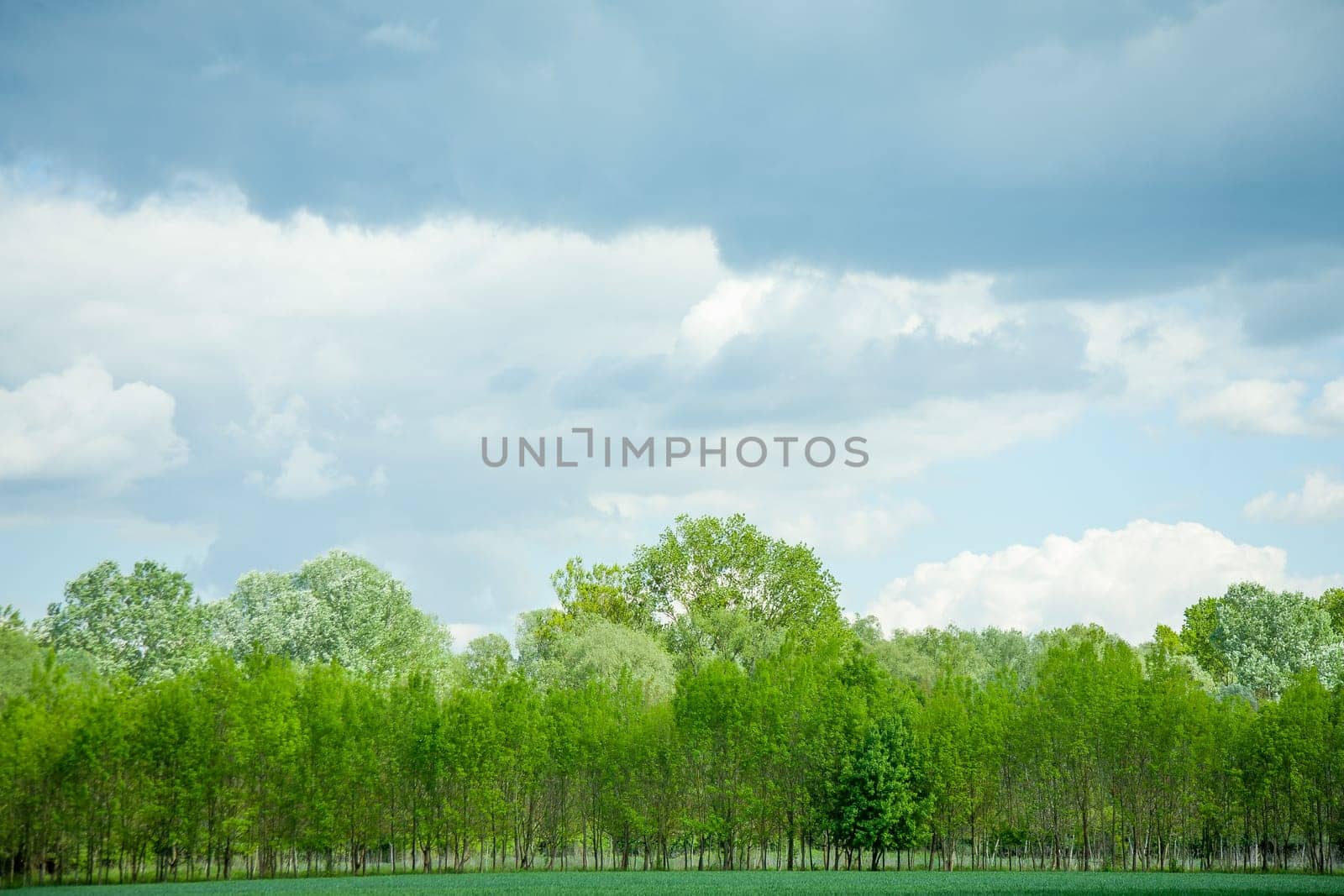 Cloudy blue and white sky above the green forest.
