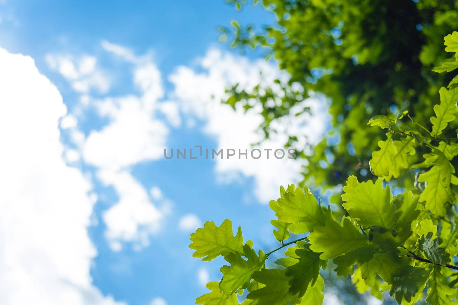 A selective focus shot of green oak leaves on the cloudy sky background