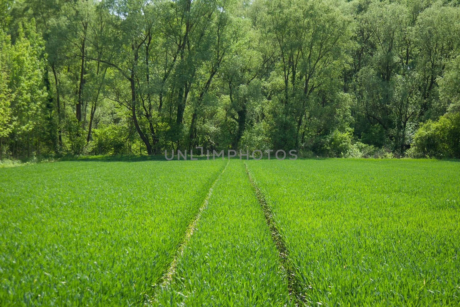 Two paths from vehicle tracks in a green wheat field.